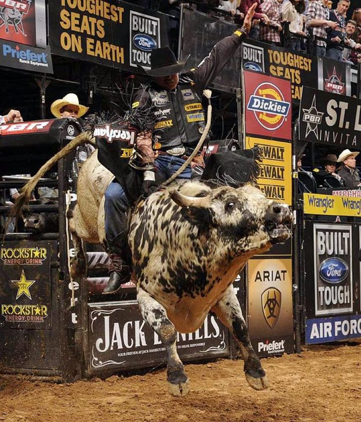 a bull rider in a black vest and jeans is riding a black and white bull in a rodeo arena. the bull is bucking wildly, and the rider is holding on for dear life. the crowd is cheering and yelling, and the atmosphere is electric. there are many signs and banners in the background, including one for "pbr", "built tough", "st. louis" and others. the scene is full of action and excitement.  the bull rider is wearing a helmet.  there is a bright light shining on the bull and rider.
