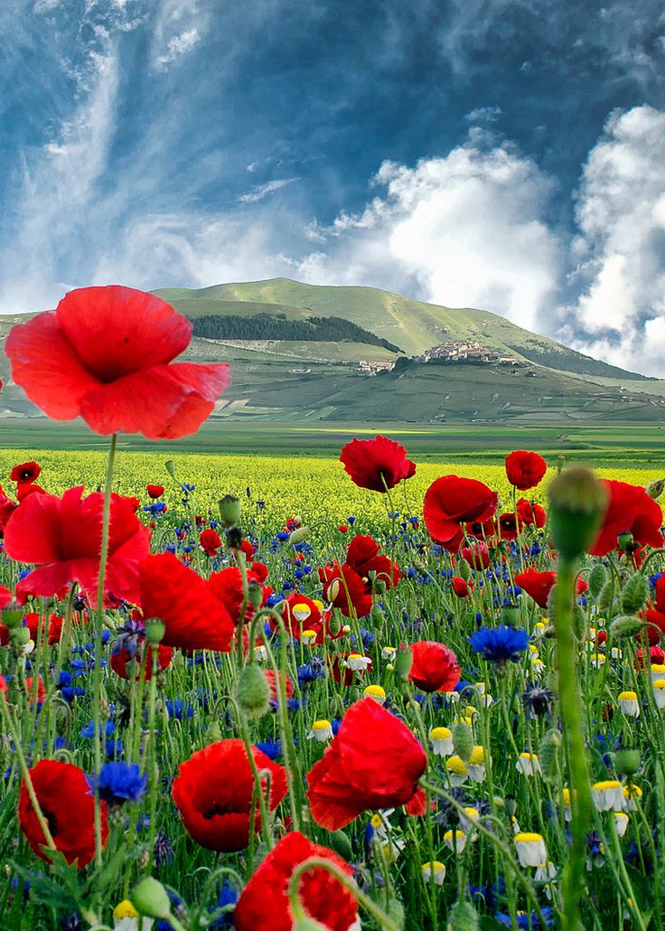 a beautiful field of vibrant red poppy flowers with blue and white wildflowers in the foreground, a yellow field of mustard behind them, a grassy hill in the middle distance, and a blue sky with fluffy white clouds in the background. the image is full of summery color and light.