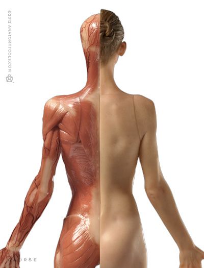 the image shows the back of a female figure. the left half of the image reveals the woman's musculature and vascular system, while the right half depicts her natural skin tone. this composition offers a clear and detailed comparison of the human body's external appearance and its underlying anatomical structure. the woman stands against a white background, emphasizing the details of her form and the intricacies of her anatomy.