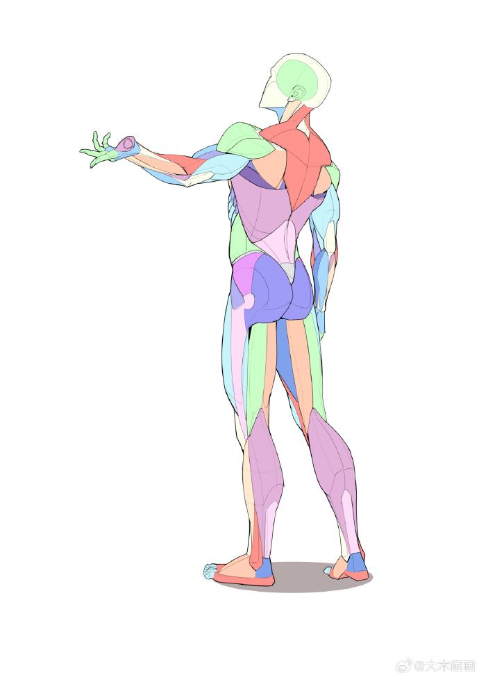 he image is a stylized illustration of the human muscular system from a back and threequarter view. the figure is depicted in pastel colors, with each muscle group clearly outlined and colorcoded. the illustration serves as an anatomical study guide, useful for artists and students of anatomy. the style is clean and simple, making the muscle structure easy to understand.