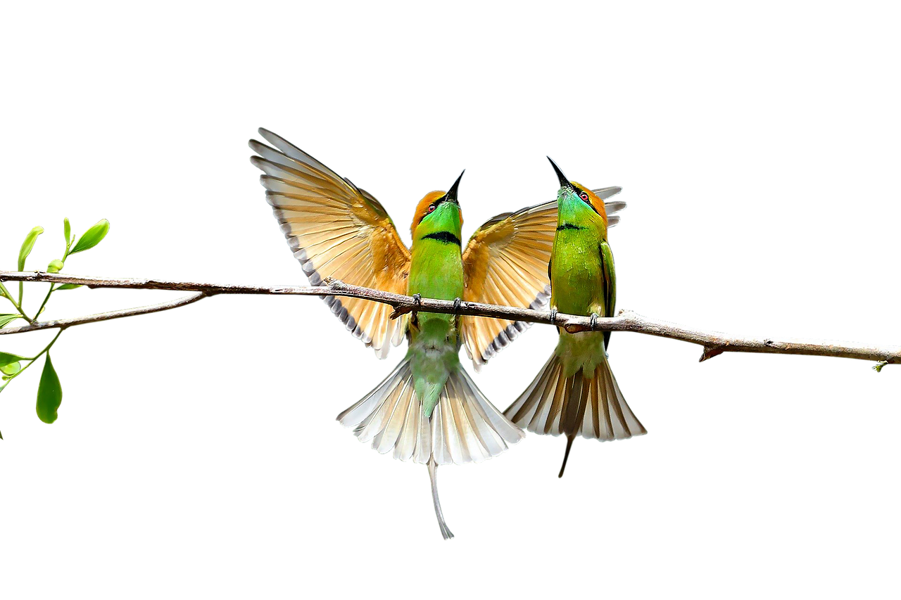 two green beeeater birds are perched on a branch against a black background. the bird on the left has its wings fully spread, showing their golden and white feathers. the bird on the right has its wings partially spread. both birds have green bodies, orange heads, and long, curved beaks. the branch also has some green leaves growing on it.