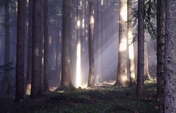 a beam of sunlight shines through a misty forest of tall, slender trees. the sunlight creates a bright, ethereal glow in the center of the image, while the surrounding trees are shrouded in shadow and fog. the atmosphere is peaceful, mysterious, and full of natural beauty.