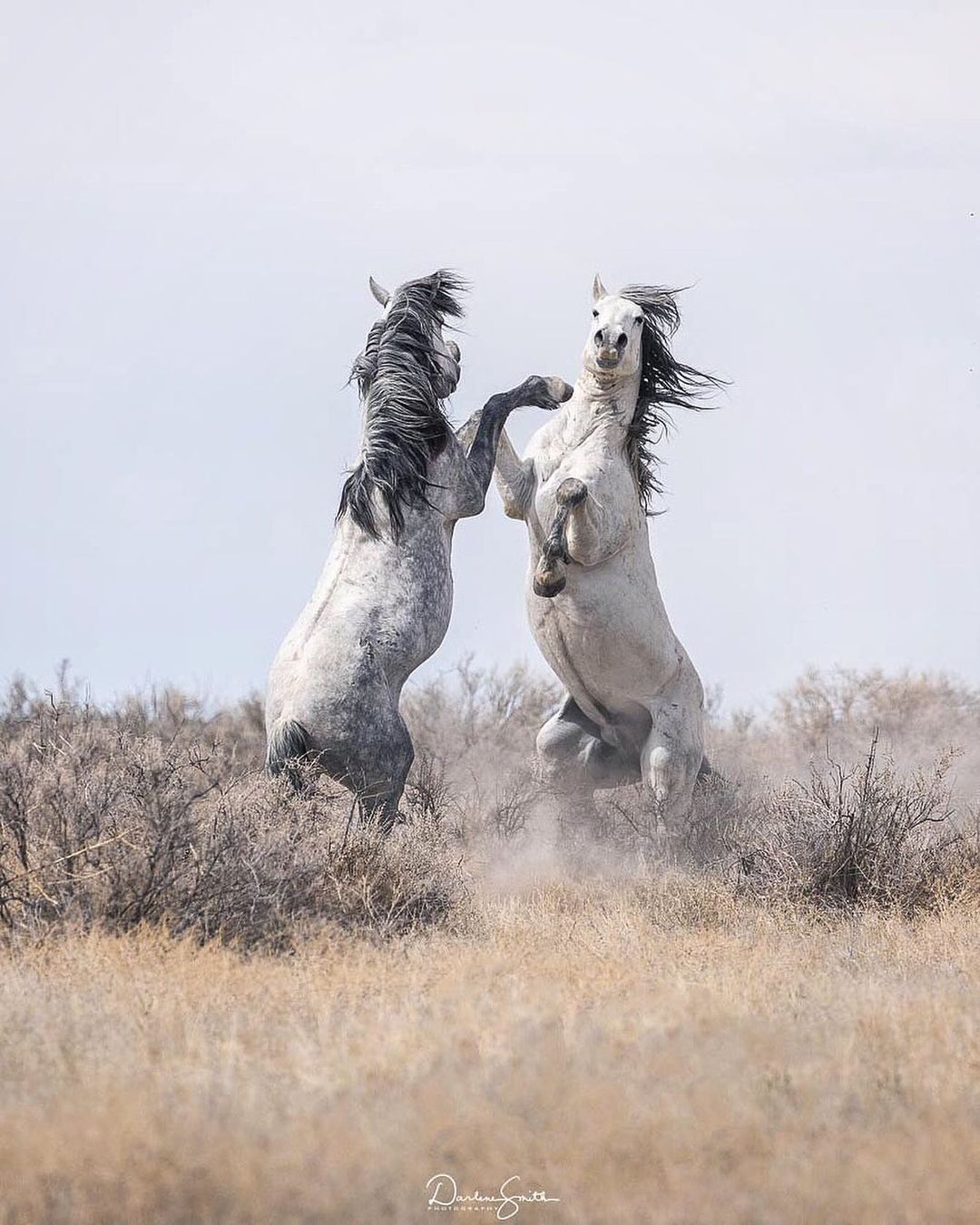 two wild horses, one grey and one white, are engaged in a dynamic fight in a dry, dusty landscape. they are rearing up on their hind legs, kicking and striking at each other.  the scene is filled with dust kicked up by their movements. the background is a sparse, dry grassland with low shrubs. the overall image conveys a sense of power, energy, and raw natural competition.