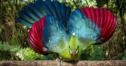 a vibrant and colorful bird with a long, intricate tail of red, blue and green feathers.  it's sitting on a branch in a rainforest setting.  the bird's vibrant plumage stands out against the lush green foliage of the rainforest.  the bird's eyes are focused on something off camera.  the bird's tail is fanned out behind it, creating a stunning display of color.  the bird's beak is long and pointed, and it's perched on a branch, ready to take flight.  this bird is a true testament to the beauty and diversity of nature.