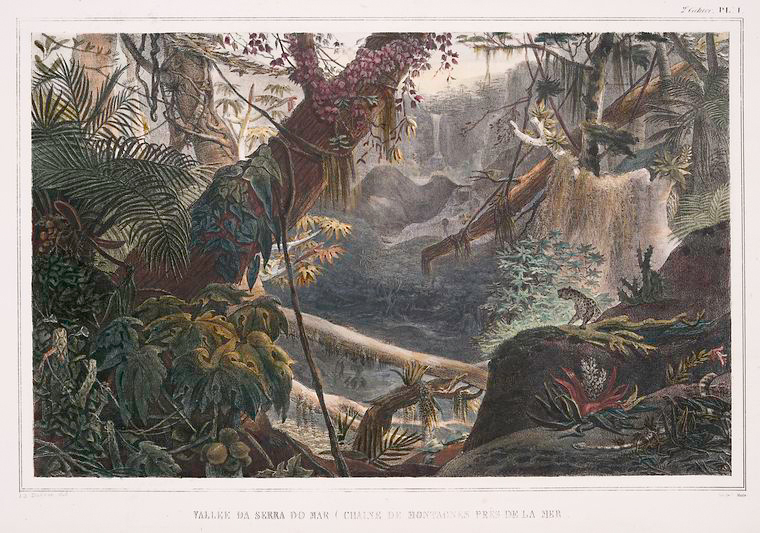an illustration depicts a dense jungle scene. lush vegetation, including various trees, vines, and ferns, fills the landscape. a waterfall cascades down mountains in the background. in the foreground, a leopard stands on a rock. the illustration is titled "vallee da serra do mar."
