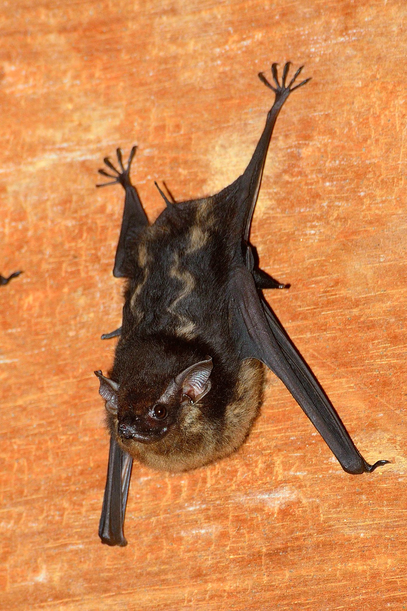the image shows a closeup of a brown bat hanging upside down from a wooden surface. the bat is predominantly dark brown with lighter, mottled markings on its back. its wings are outstretched, and its claws are firmly gripping the wood. the bat's face is visible, displaying pointed ears and dark eyes. the background is a textured, orangebrown wood. the overall lighting focuses on the bat, making it the central point of interest.
