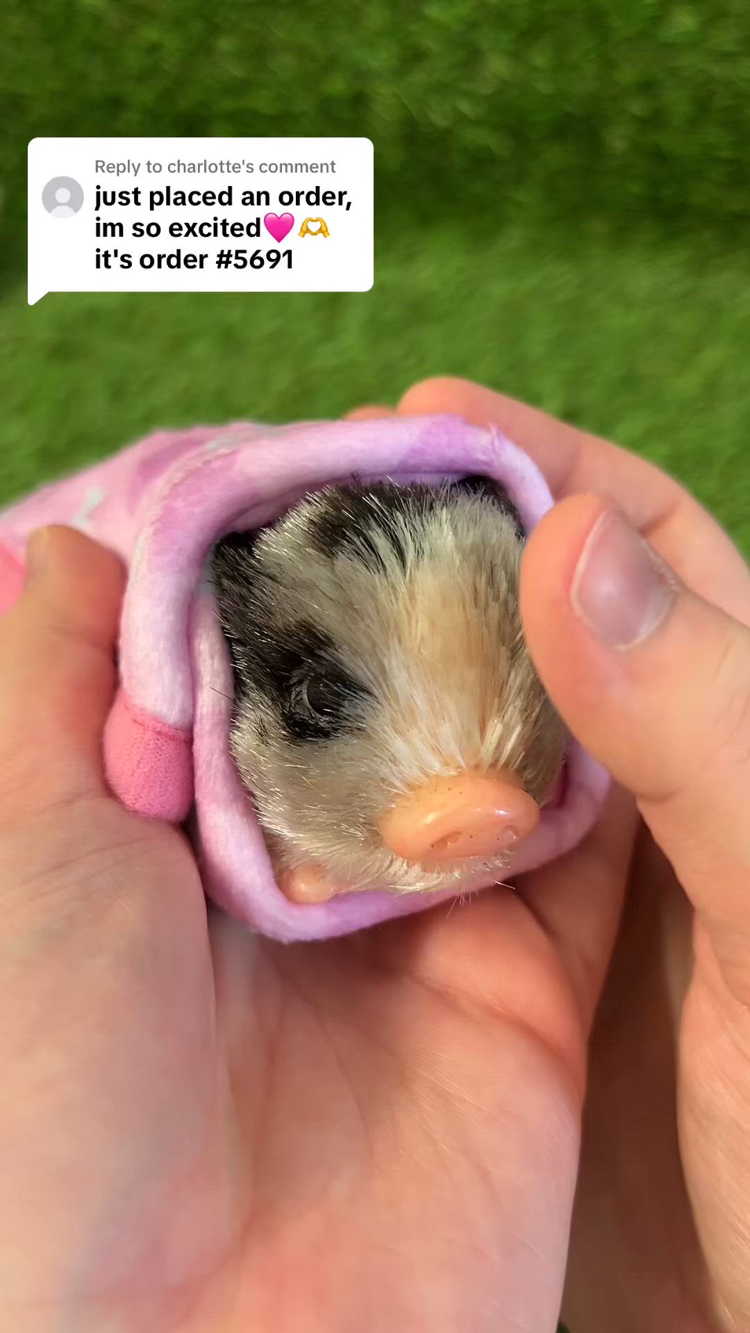 a cute baby piglet is being held in a person's hand. the piglet is wrapped in a pink blanket, and is looking at the camera. the person is smiling and the text on the top of the image reads "just placed an order, i'm so excited, it's order #5691".