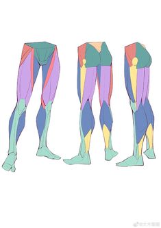 the image shows three simplified anatomical illustrations of the human legs from the side, highlighting the muscle groups with different colors.  the illustrations are stylized for artistic reference.