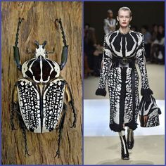 the image is a split image showing two contrasting subjects. on the left, a large, black and white beetle with a spotted pattern sits on a wooden surface. on the right, a woman wearing a white and black patterned coat, a black belt, and white high heels walks on a runway. the woman has her hair styled in a way that shows off her beautiful makeup. the two subjects are quite different, but they both share a common element of black and white patterns.