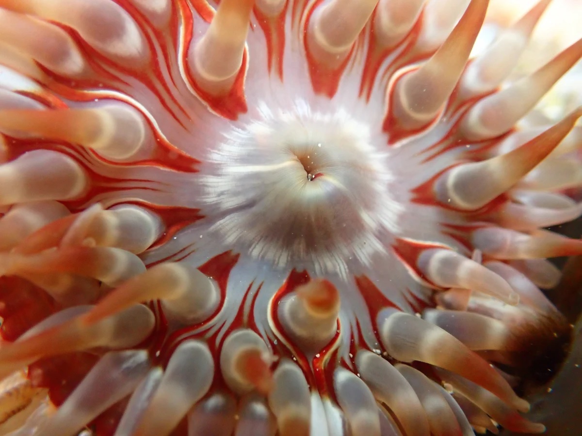 a closeup image of the open mouth of a reddishorange and white anemone.  the anemone is submerged in water.  its tentacles are extended around its central mouth.