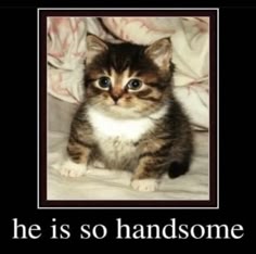 a closeup photo of a young, adorable tabby cat sitting on a soft blanket. the kitten has big, round eyes and a fluffy, brown and white coat. the caption "he is so handsome" is written in white text at the bottom of the image.