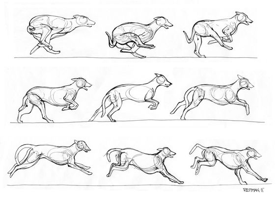 the image is a series of sketches depicting the running motion of a greyhound dog. the sketches show the dog from a side view in various stages of its stride.