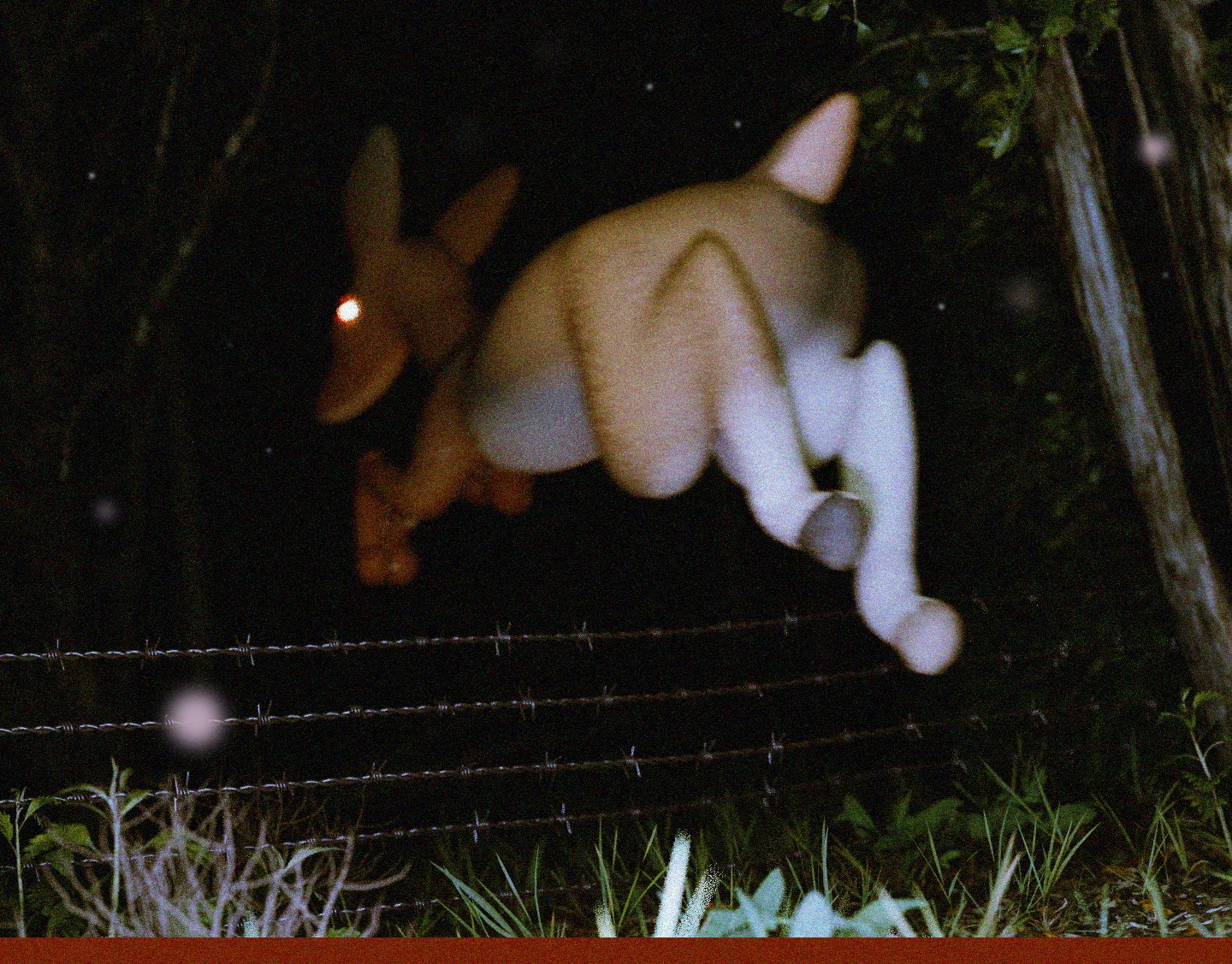 the image is a blurry, nighttime photograph of what appears to be a deer or fawnlike creature jumping over a barbed wire fence.  the animal is out of focus and somewhat indistinct, giving it a mysterious and slightly unsettling quality. the photograph appears to be taken with a film camera, exhibiting a grainy texture and low light conditions. the creature's eyes seem to glow a faint red. the background is dark and features vegetation, suggesting a rural or woodland setting. the overall mood is mysterious and ambiguous.