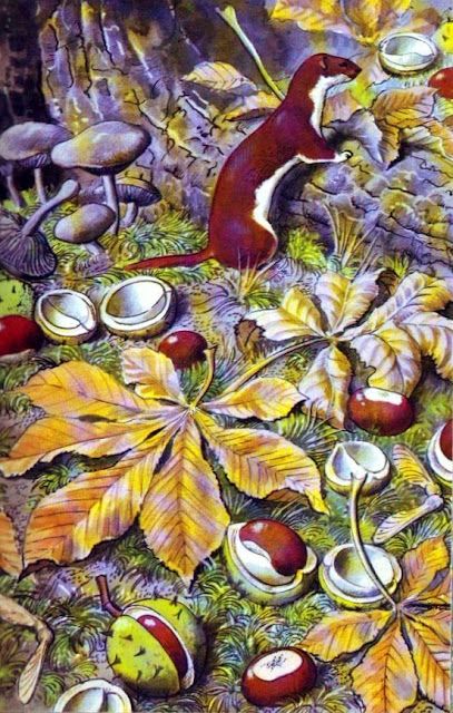 detailed and vibrant illustration or painting depicting a least weasel (or ermine) amidst an autumnal scene.  the weasel is perched on a log, surrounded by a variety of fall elements, including mushrooms, horse chestnuts (conkers) bursting open from their shells, and vibrant autumn leaves. the colors are rich and saturated, giving a sense of the changing season. the artwork is highly detailed, with a focus on the textures and colors of both the animal and its surroundings.  the overall feeling is one of autumnal abundance and the beauty of the natural world.