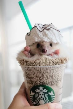 a cute hedgehog is dressed up like a starbucks coffee drink, with a whipped cream hat and a straw.  the hedgehog is looking at the camera.