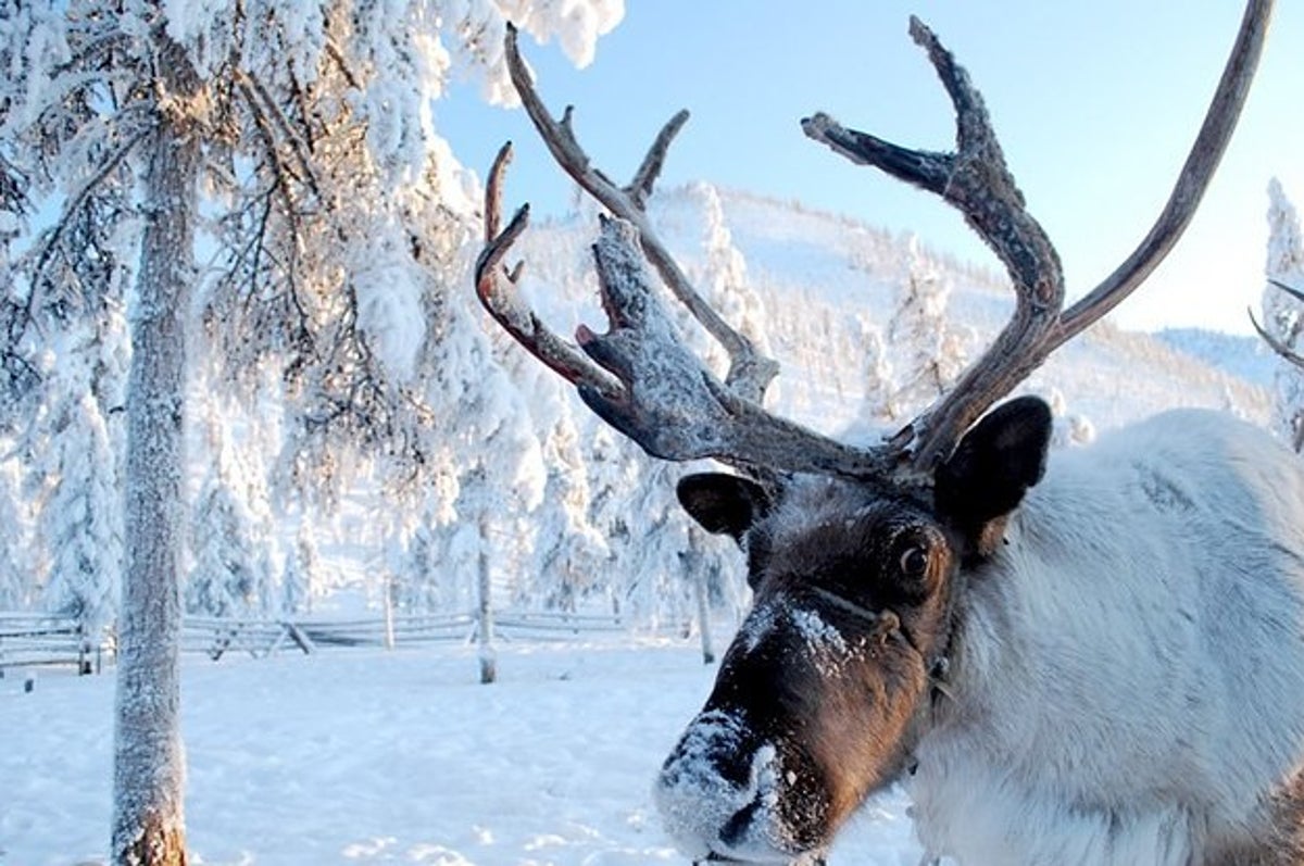 a reindeer with large antlers stands in a snowy forest, looking directly at the camera with a curious expression. the reindeer's fur is covered in a light dusting of snow, and the trees in the background are also heavily snowcovered. the scene is peaceful and serene, and the reindeer's bright eyes seem to hold a certain wisdom.