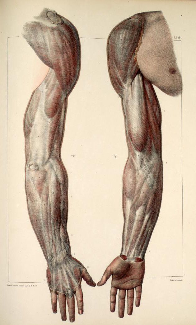 the image is a detailed anatomical illustration of the muscles in a human arm, shown from both the front and back views. the muscles are meticulously rendered with shading and detail, highlighting their structure and placement. the drawing likely comes from a medical or anatomical textbook.