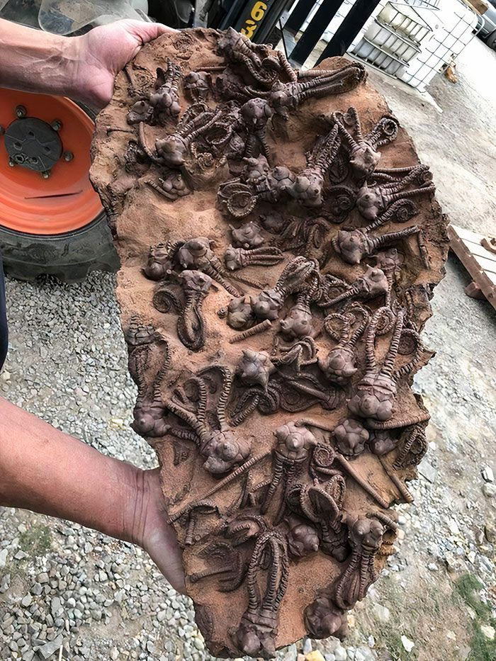 a person is holding a large slab of rock containing numerous fossilized crinoids, also known as sea lilies. these ancient marine creatures were filter feeders and are now extinct. the fossil shows their intricate,  branched arms and stems.  this is a fascinating example of paleontological discovery and the rich history of life on earth.
