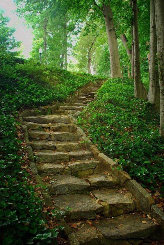 a verdant, treelined path ascends a hill, paved with large, uneven stones forming rustic steps.  sunlight filters through the dense canopy, dappling the scene in soft light and casting shadows upon the lush, green foliage that envelops the stairway.