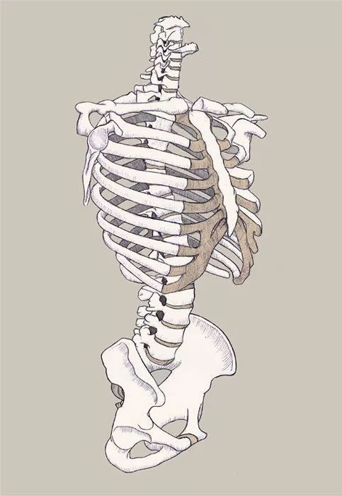 this is a detailed drawing of the human ribcage and spine.  it shows the bones of the upper torso, including the ribs, sternum, and vertebrae. the artwork is done in black and white with shades of grey to create a detailed and realistic look.  it would be suitable for medical textbooks and other educational materials.