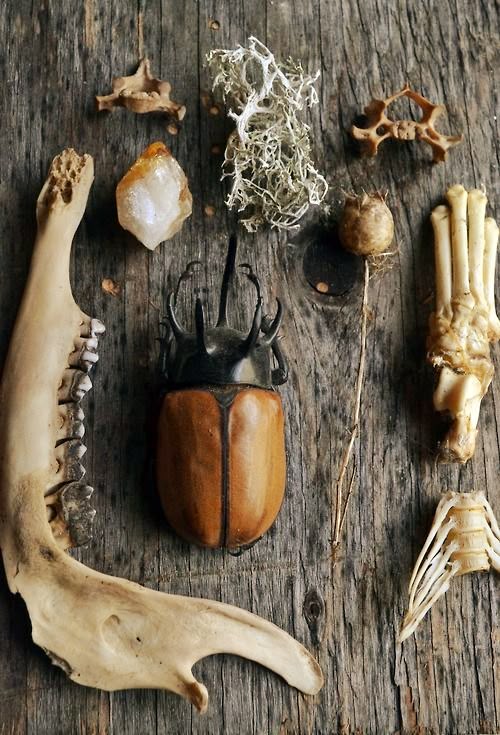a still life arrangement on a rustic wooden surface featuring a beetle with a dark head and brown shell, a bone mandible with teeth, vertebrae, a quartz crystal, dried plant material, moss, a dried flower head on a stem, and other bone fragments.