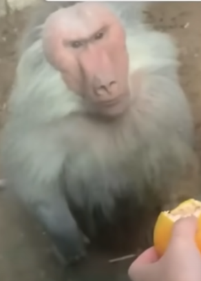 a hamadryas baboon is looking up at the camera. it has a grumpy expression. a hand is holding out a slice of orange to the baboon.