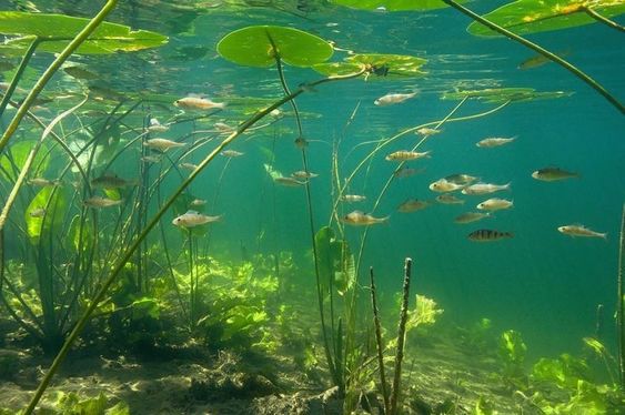 the image captures an underwater view of a freshwater environment. numerous fish swim amongst long, thinstemmed aquatic plants. sunlight filters through the water's surface, illuminating the scene with a green hue. the bottom, composed of sand and sediment, is visible in the lower portion of the image.