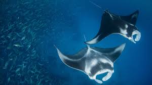 the image shows two manta rays swimming in the ocean alongside a school of fish. the manta rays are distinct with their large, winglike pectoral fins and their white markings. the surrounding water is a vibrant blue, and the school of fish adds a sense of scale and activity to the scene.