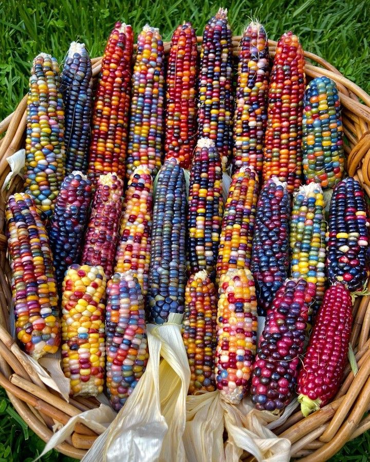 the image shows a basket filled with a colorful variety of glass gem corn. the corn cobs are arranged tightly together, showcasing their multicolored kernels of red, blue, yellow, purple, and orange. the basket is made of woven wicker, and some corn husks are visible. green grass surrounds the basket.