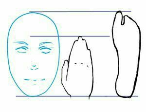 the image shows an illustration of a human face, a hand, and a foot, each outlined in a drawing style and aligned on the same horizontal plane. the face is rendered in blue, while the hand and foot are in black. there are two horizontal lines running above and below the illustrations, possibly for measurement or comparison.