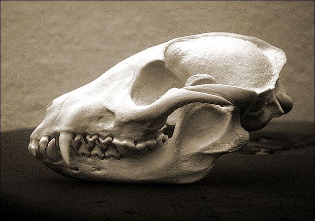 this image shows a closeup of an animal skull. the skull is white and bonelike and it has a large jaw with sharp teeth. the skull is lying on a dark surface. it's a very eerie image, and the skull looks like it belonged to a small predator.