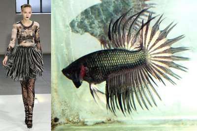 a woman in a black and white dress stands on a runway.  a black and white betta fish swims in a tank in the background.