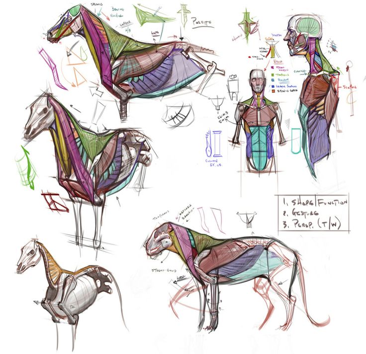 the image is a collection of anatomical sketches and diagrams. it primarily focuses on equine and human anatomy, detailing the underlying musculature and bone structure. there are multiple studies of horses in different poses, as well as diagrams of the human torso, head, and neck. the sketches are accompanied by notes, including an ordered list mentioning "shape," "gesture," and "perspective." overall, the image appears to be a study guide or visual reference for artists interested in accurate anatomical representation. there's also one drawing of a cat.