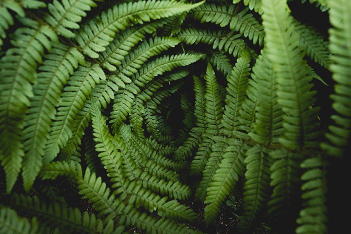 a closeup shot of vibrant green fern leaves filling the entire frame. the intricate patterns and textures of the foliage are captured in detail, creating a lush and organic background. the deep green hues and the overlapping layers of leaves create a sense of depth and density, reminiscent of a forest or jungle environment.