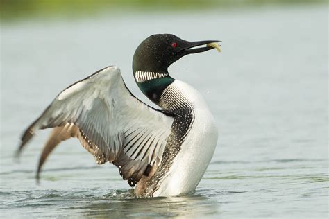 the image shows a common loon (gavia immer) with its wings partially spread, showcasing its striking black and white plumage. the bird's distinctive red eye is visible, and it has a small fish in its beak. the loon is in a calm body of water, possibly a lake or pond, suggesting its natural habitat. the overall impression is one of elegance and grace, highlighting the beauty and wildness of the bird in its natural environment.
