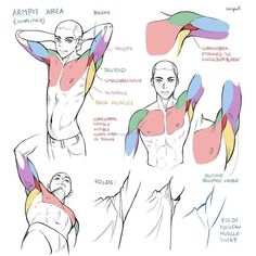 the image is a drawing of a male figure with different colored sections highlighting the muscles in the arm and chest area. the drawing is accompanied by labels that identify each muscle group. the purpose of the image is to serve as an anatomical reference for artists.