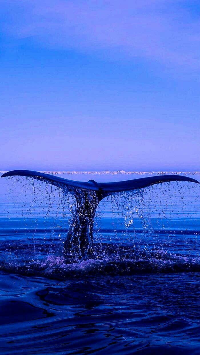 the image shows a whale tail breaching the surface of the ocean, sending spray into the air. the sky is a clear blue, and the water is a deep blue color.