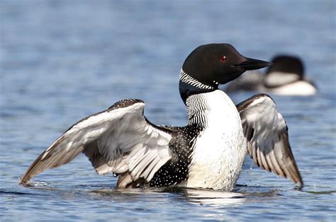 a closeup view of a common loon (gavia immer) with its wings partially spread. the bird is in the water, and its black and white plumage is clearly visible. another loon is blurred in the background. the image showcases the bird's detailed features and its natural habitat.
