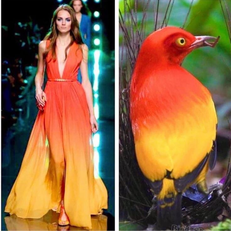 the image is a split image, with a woman in a red and yellow ombre dress on the left side, and a bird with red and yellow feathers on the right. the woman is wearing a long dress and appears to be a fashion model. the bird is a bright red and yellow color with black feathers on its tail. the background of the woman is blurry and appears to be a runway. the bird is in focus and surrounded by green foliage. the image is vibrant and colorful, with a strong contrast between the two subjects. the woman and the bird are both beautiful and striking in their own way. the image suggests that beauty can be found in both the natural world and the world of fashion.
