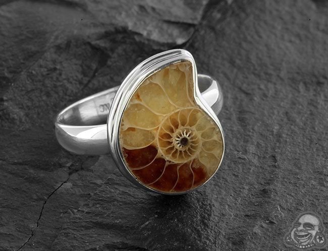 a closeup shot of a silver ring featuring a fossilized ammonite gemstone. the ring is set against a dark, textured background that highlights the intricate detail of the ammonite. the ammonite is a spiralshaped fossil, with a beautiful mix of brown and beige colors. it's a stunning piece of jewelry, perfect for someone who appreciates unique and natural designs.