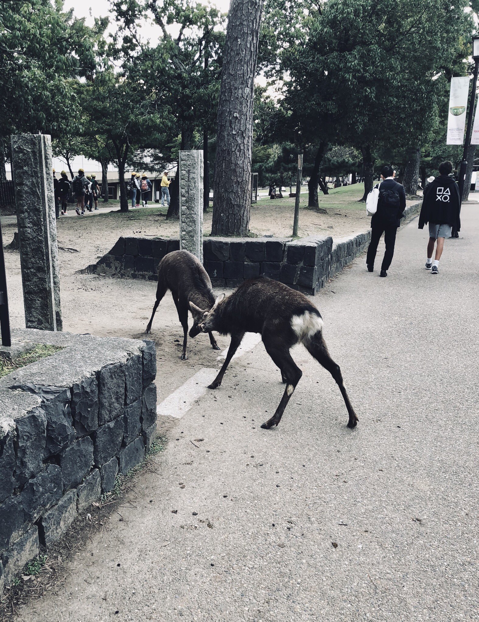 two brown deer are facing each other, seemingly about to fight, on a paved path. there are two people walking away from the camera and other people in the background to the left. there are some trees and grass in the background.
