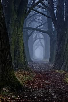 a dark and mysterious forest path leads through a dense grove of trees. the trees are shrouded in mist and fog, creating a spooky and eerie atmosphere. the path is lined with fallen leaves and the air is thick with silence. the scene is both beautiful and unsettling, leaving the viewer wondering what lies beyond the bend in the path.