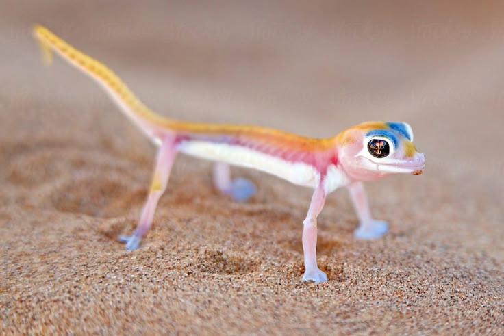 a colorful namib sand gecko stands on sand. the gecko has a pink and white body, a blue and yellow head, and a yellow tail. its feet are light blue.