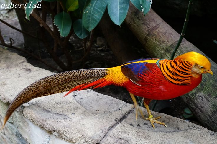 a beautiful golden pheasant stands on a rock with its colorful plumage on full display. the bird's head is golden yellow with a red face and beak. its body is a bright red, yellow, and orange with blue feathers on its wings. its long tail feathers are a mottled brown and grey. the pheasant stands with its head held high and its eyes sharp.  the background is a blur of green leaves and branches.