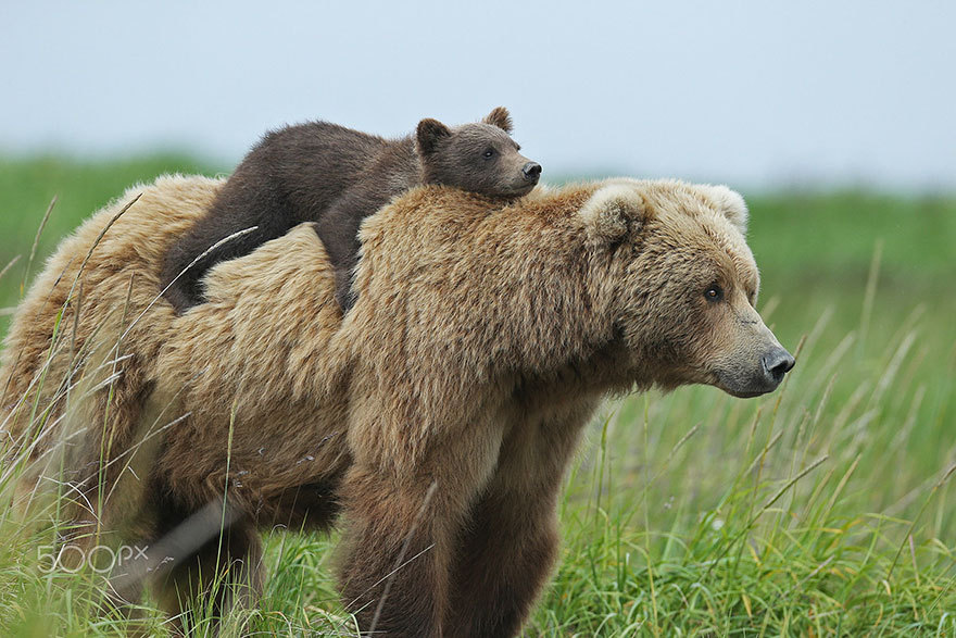 a brown bear cub rides on the back of its mother while they walk through a grassy field. the cub is looking off to the side, while the mother is focused on where she's walking. the scene is captured in a nature setting.