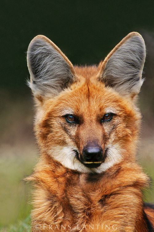 a closeup portrait of a maned wolf with its distinctive large ears and reddishbrown fur. the animal is looking directly at the viewer.
