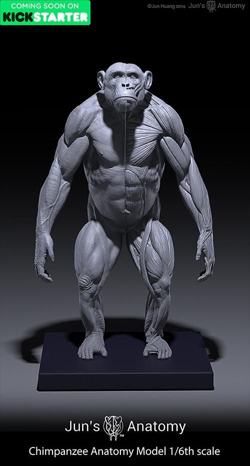 the image features a detailed anatomical model of a chimpanzee. the model is primarily grayscale and appears to be made of a sculpted material. the left side of the chimpanzee model shows its muscular anatomy, with the muscles clearly defined in its arms, legs, and torso. the right side shows the skin of the chimpanzee. the model is standing on a small, dark platform. at the top left corner of the image, there is a banner that says "coming soon on kickstarter" in green and white lettering. the bottom of the image has the text "jun's anatomy" and "chimpanzee anatomy model 1/6th scale" written in white.
