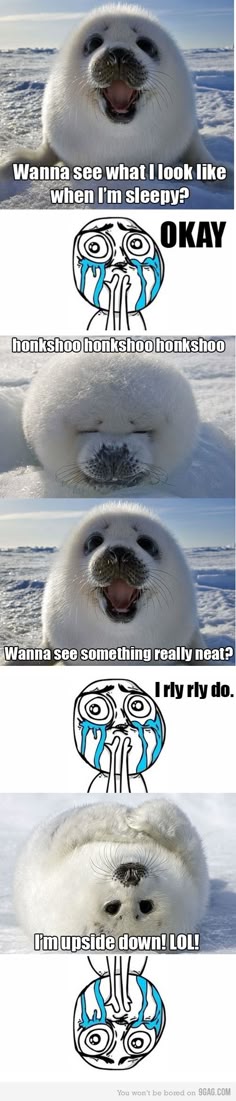 this image is a meme with a seal. the top caption asks the viewer if they want to see what the seal looks like when it's sleepy. the meme face responds "okay" and the seal is then shown sleeping. the next caption asks if the viewer wants to see something really neat and the meme face replies "i rly rly do." the seal is shown upside down in the next frame. the final caption says "i'm upside down! lol!"