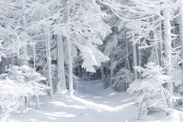 a snowy forest in winter. the trees are covered in snow and frost, and the ground is covered in a thick layer of snow. the scene is mostly white, with some shadows.