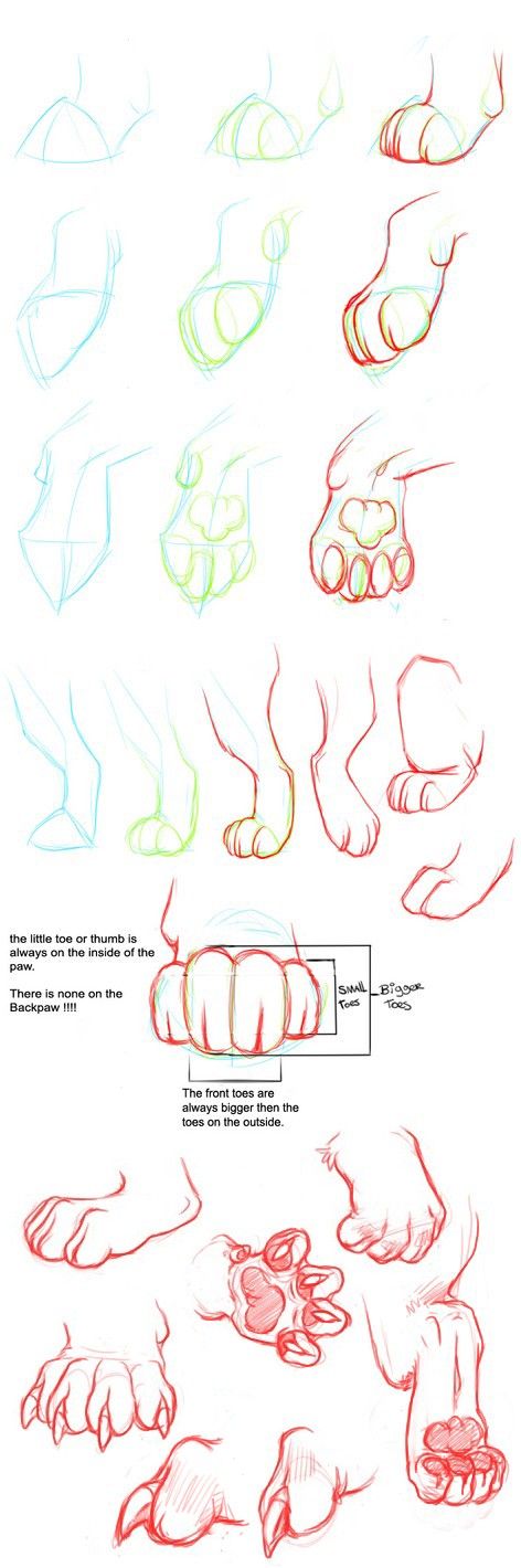 the image is a stepbystep guide on how to draw animal paws, showing different stages of construction and various angles.